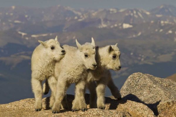 Colorado, Mount Evans Three mountain goat kids